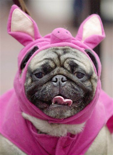 Pets in costume